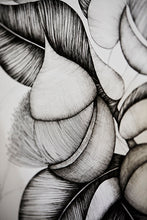 A3 Eucalyptus  Macrocarpa Print Sale