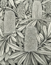 Banksia Integrifolia Small