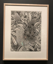Banksia Serratta: Old Man Banksia