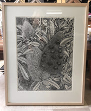 Banksia Serratta: Old Man Banksia