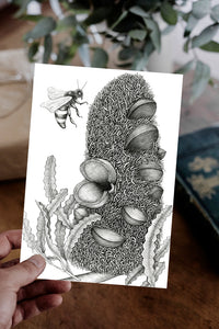 Banksia and the Bee