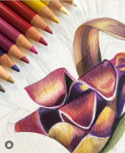 Botanical Drawing Workshop