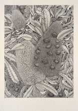 Banksia Serratta: Old Man Banksia