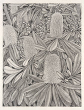 Banksia Integrifolia