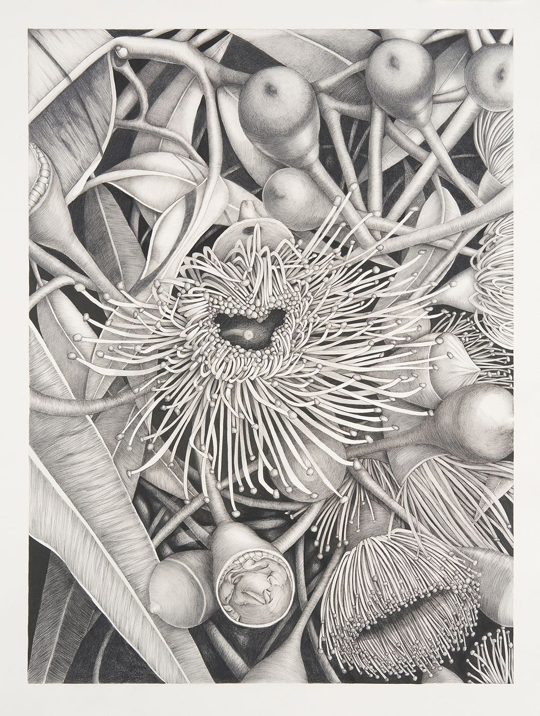 Original Drawing- Eucalyptus Operculum