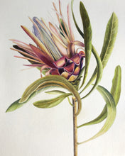 Coloured Protea