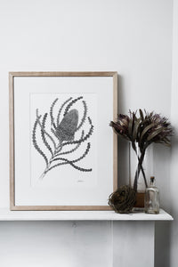 Banksia Victoriae Original Pen and Ink Drawing