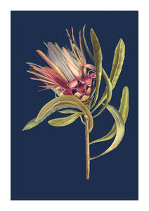 Protea in Blue Limited Edition Print