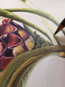 Coloured Protea Original Coloured Pencil Drawing