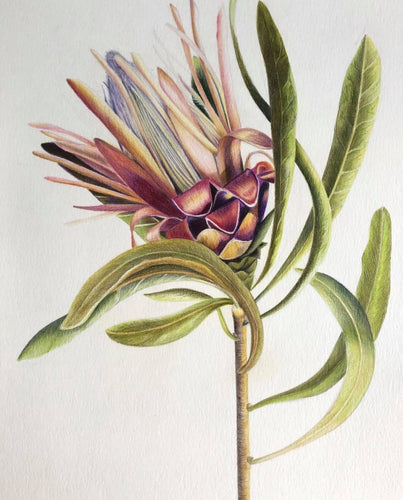 A3 Coloured Protea Print Sale