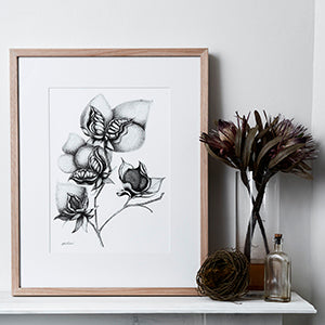 Cotton Original Pen and Ink Drawing