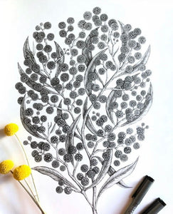 Wattle Original Pen and Ink Drawing