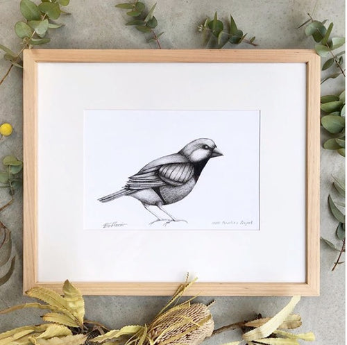 Black Throated Finch Original Pen and Ink Drawing