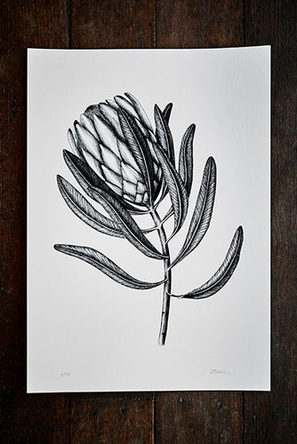 A3 Protea Print Sale