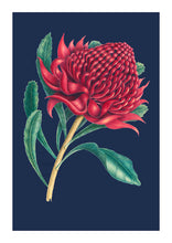 Red Waratah with blue Limited Edition Print