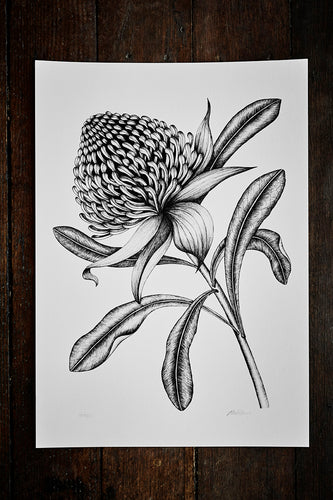A3 Waratah Print Sale