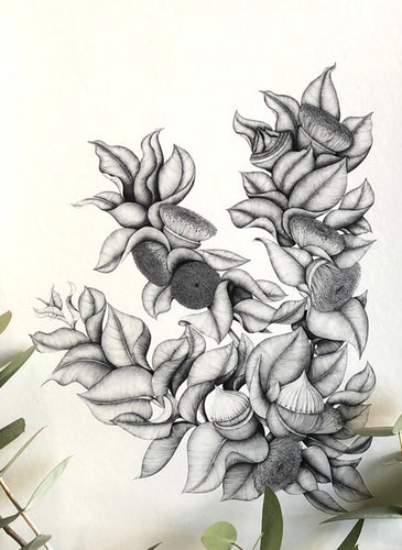 A3 Eucalyptus Macrocarpa in Flight Print Sale